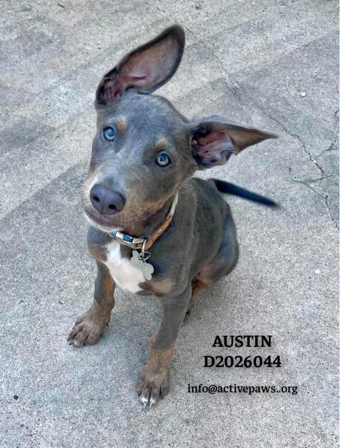 Austin, a Adoptable mixed breed in CONROE, TX image 4/4