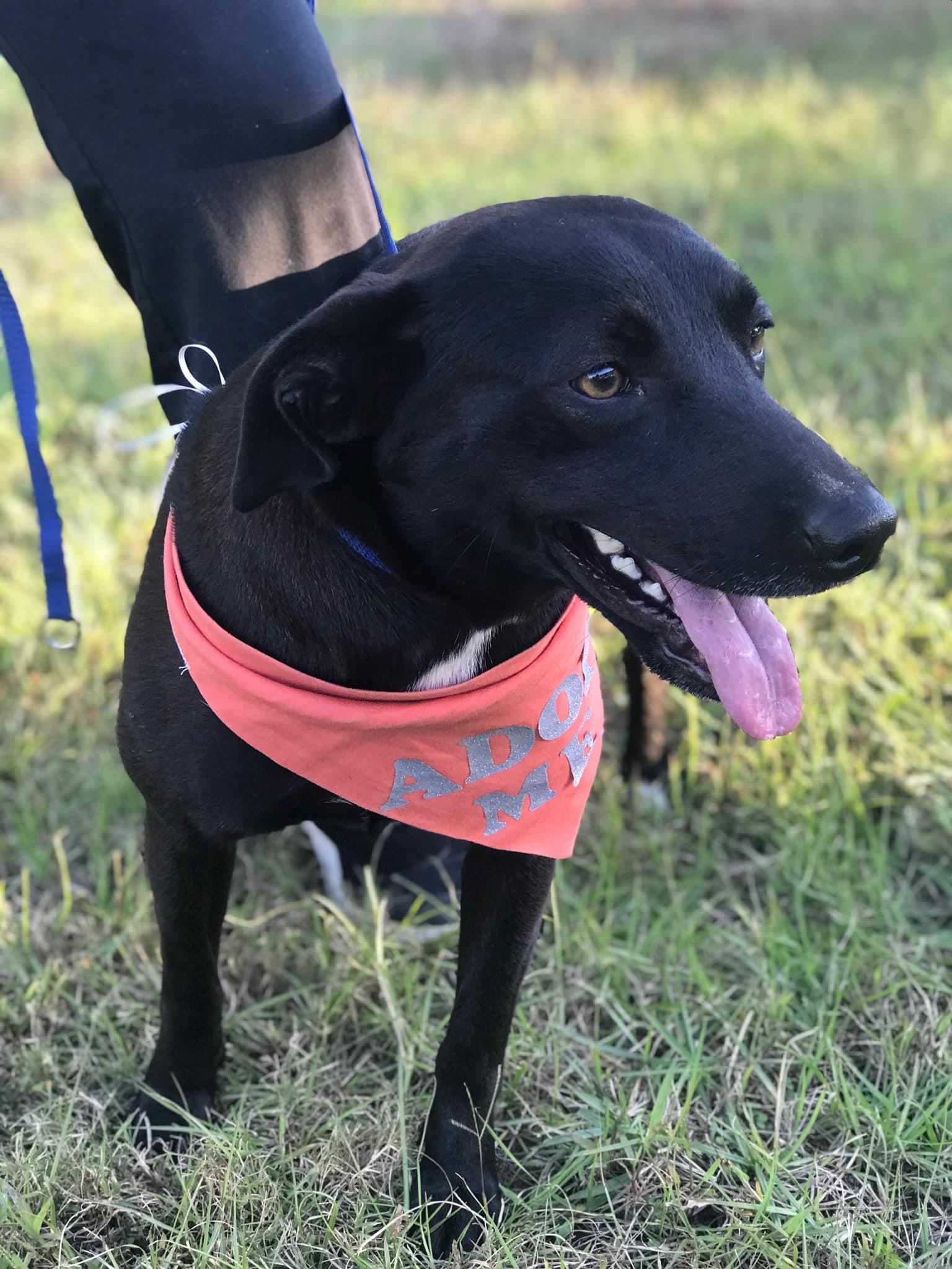 Enlarge Shadow, a Adoptable Black Labrador Retriever image 1/1