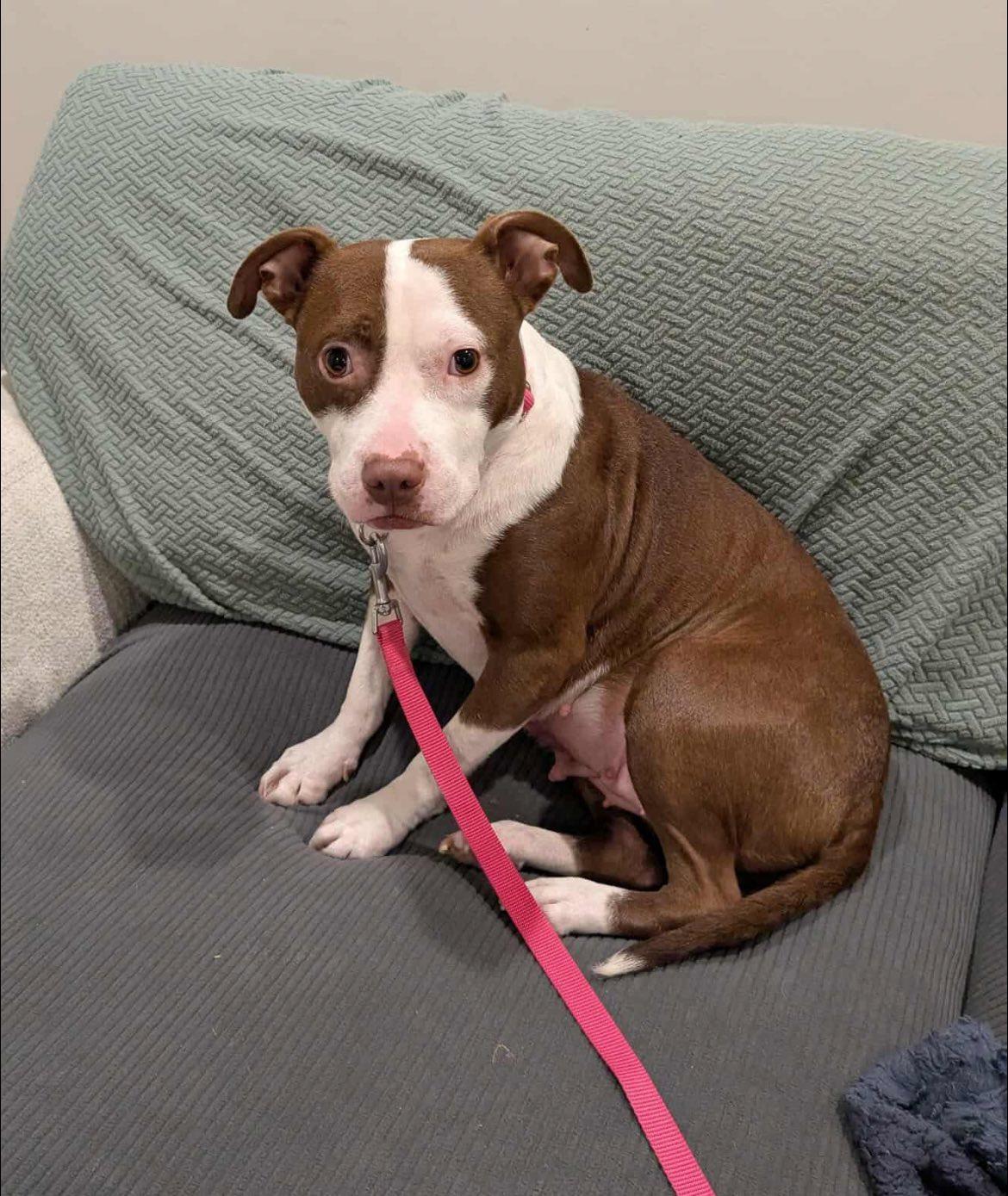 Ramona, Adoptable, Adult Female Pit Bull Terrier.