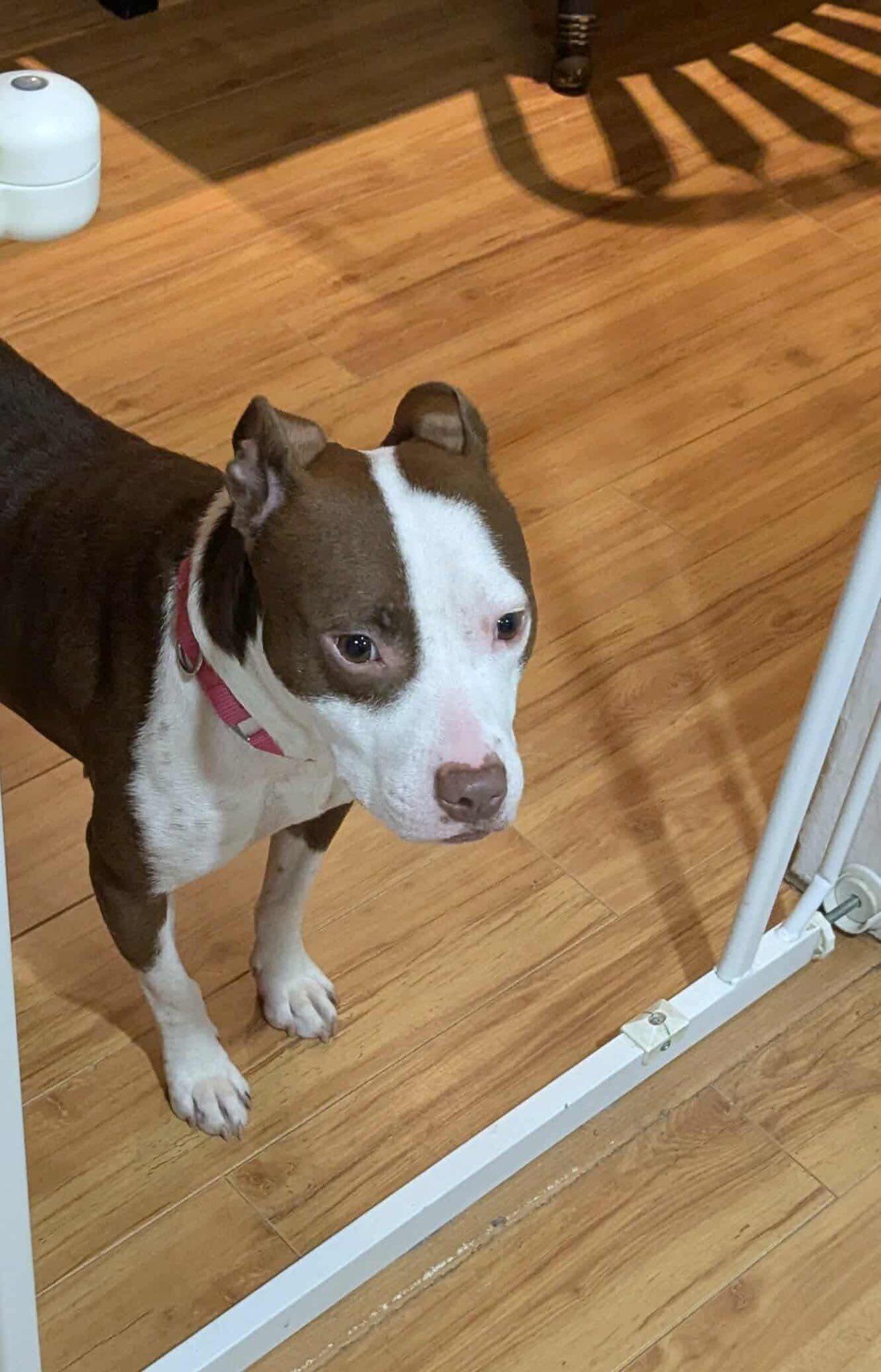 Ramona, a Adoptable mixed breed in Griswold, CT image 2/3