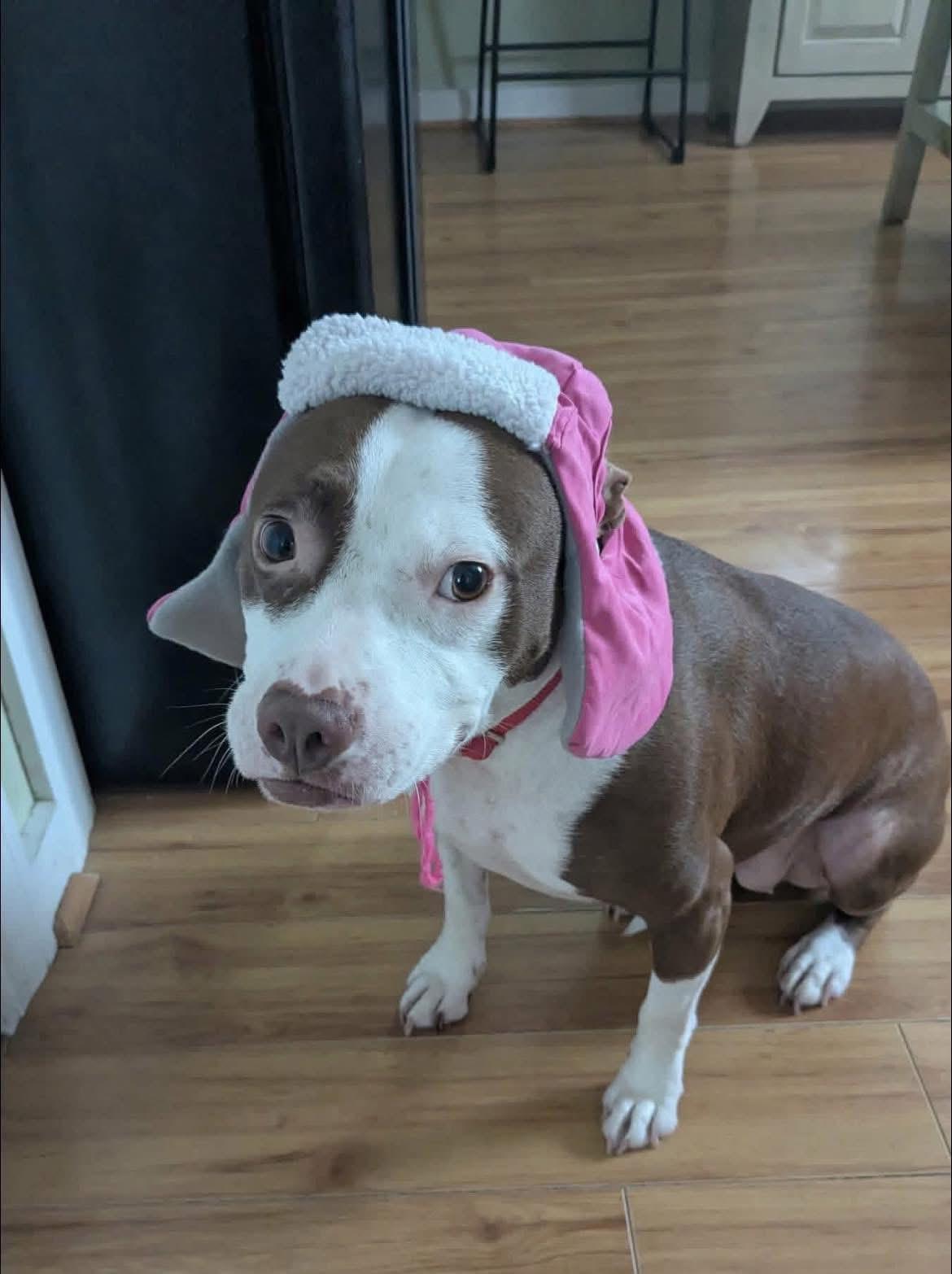 Ramona, Adoptable, Adult Female Pit Bull Terrier.