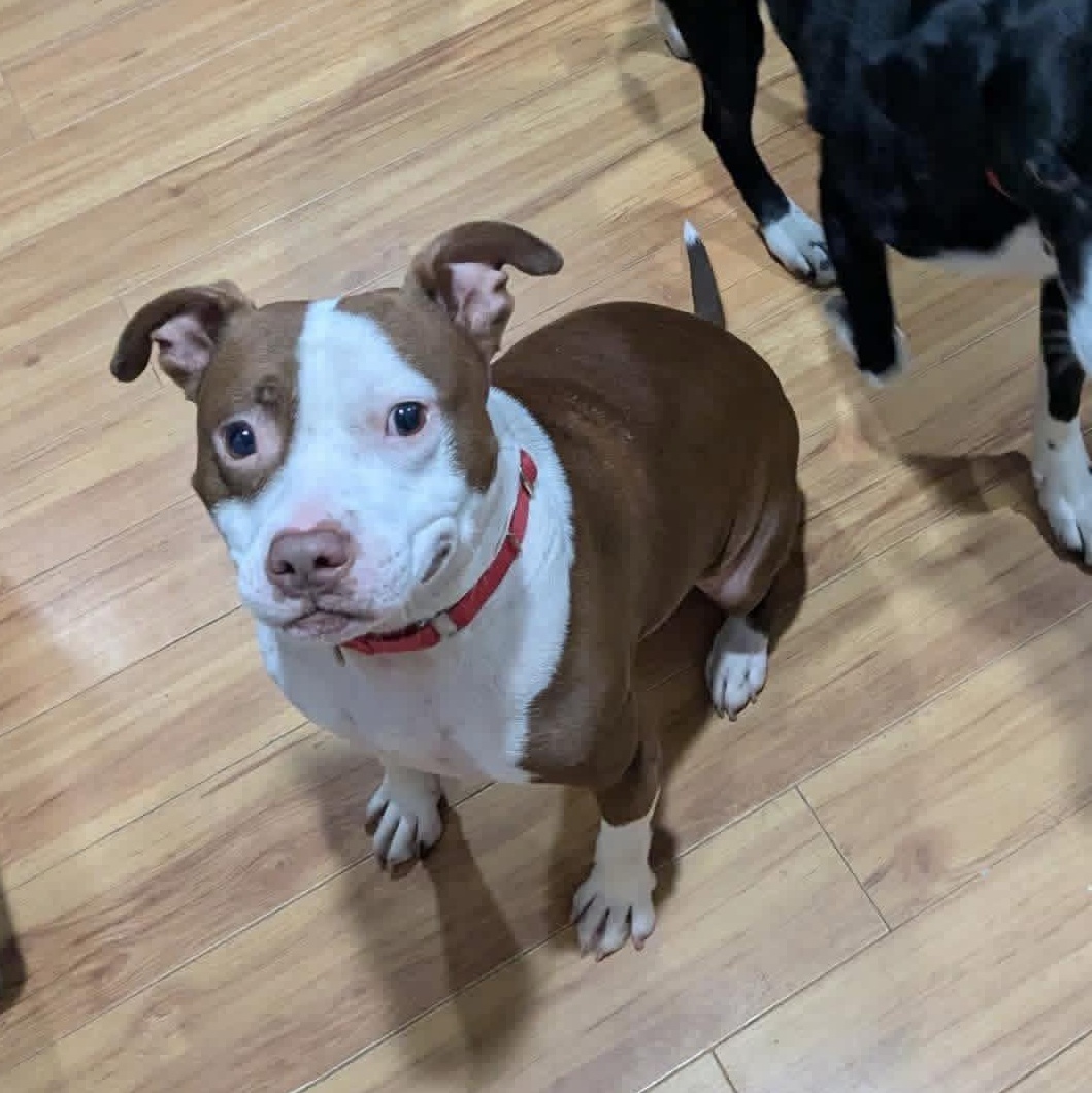 Enlarge Ramona, a Adoptable mixed breed in Griswold, CT image 2/5