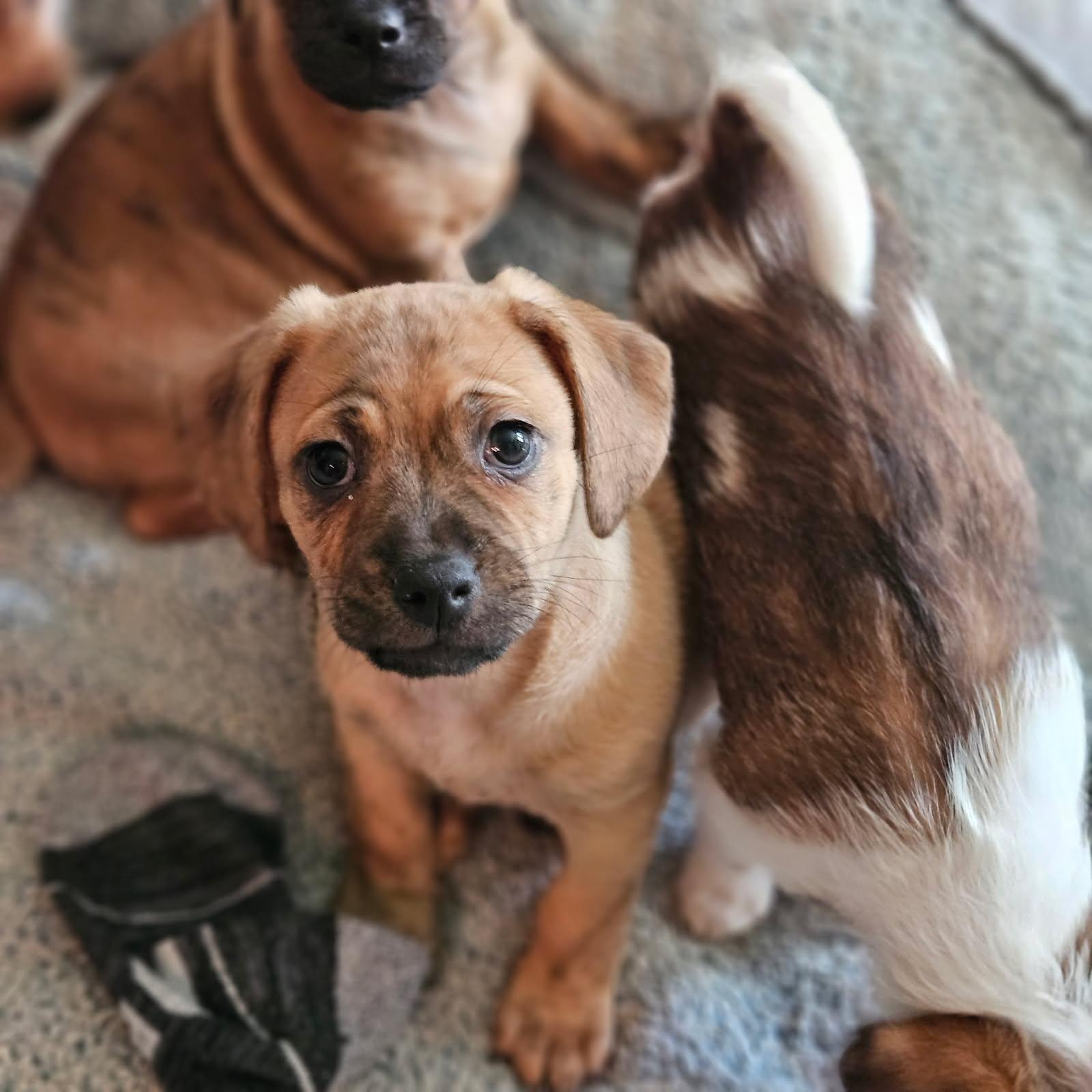 Enlarge Benny, a Adopted mixed breed in benicia, CA image 2/4