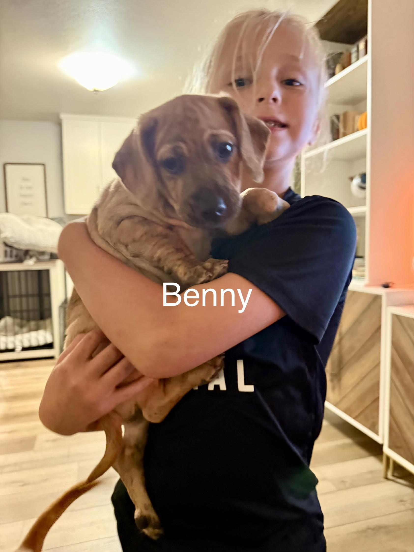 Benny, Adopted, Puppy Male Beagle.