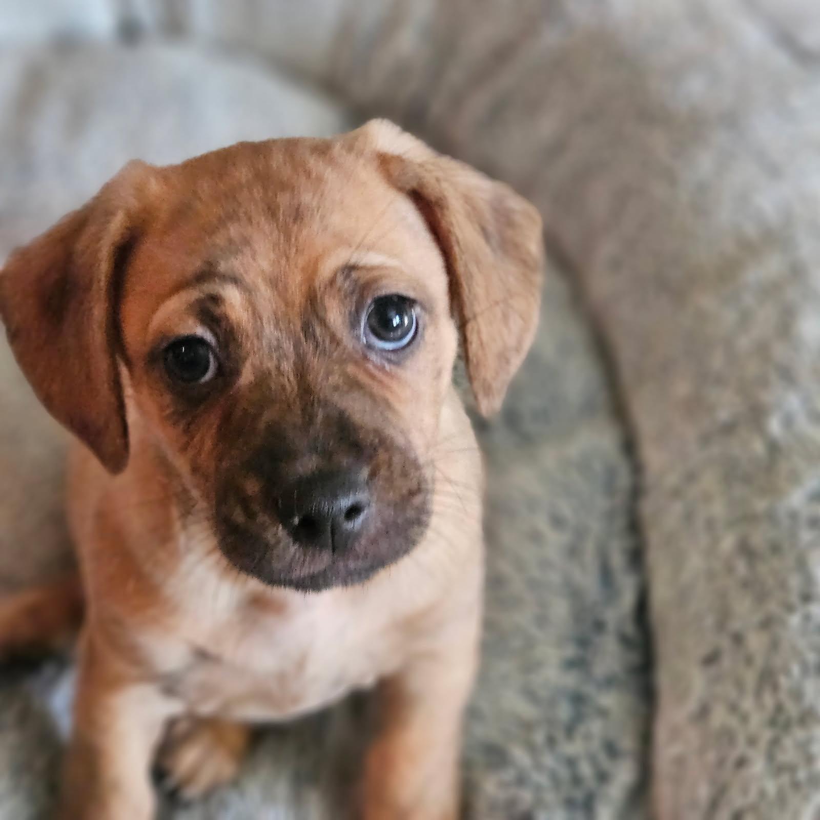Enlarge Benny, a Adopted mixed breed in benicia, CA image 3/4