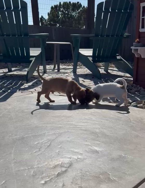 Enlarge Benny, a Adopted mixed breed in benicia, CA video 4/4