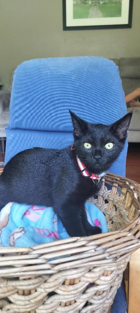 Enlarge Cathy, a Adoptable Domestic Short Hair in Arthur, ON image 1/2