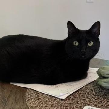 Army, Adoptable, Adult Female Domestic Short Hair.