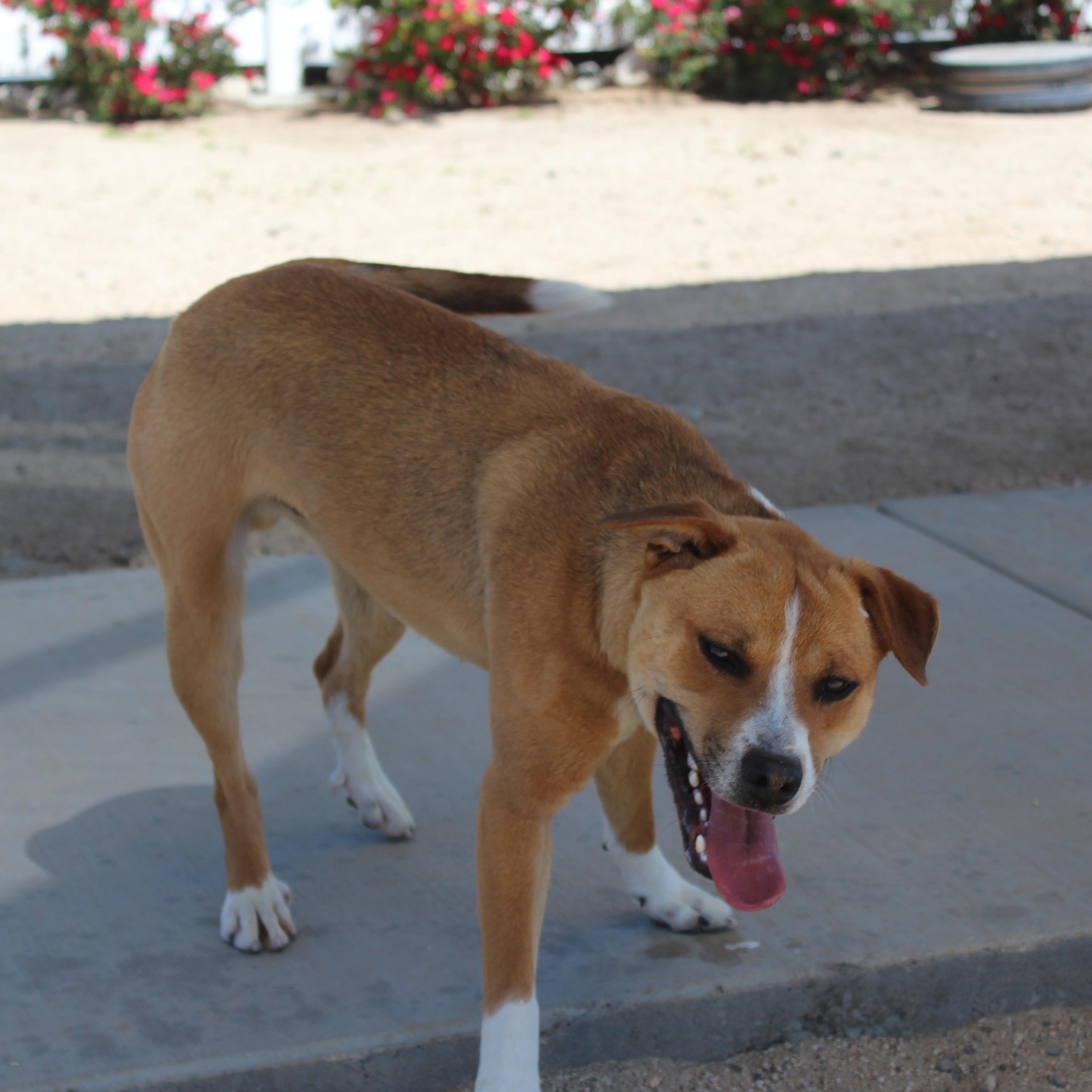 Max, a Adoptable mixed breed in Yucca Valley, CA image 6/6