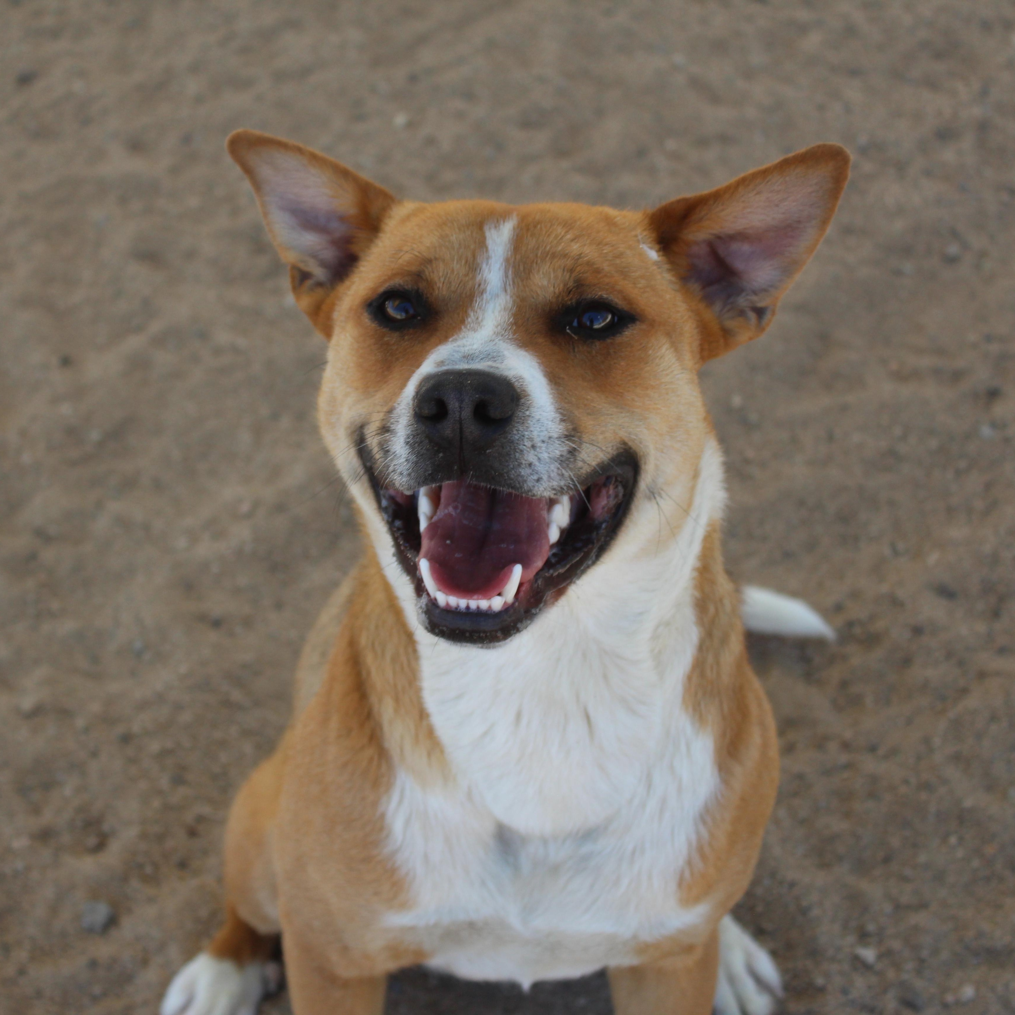 Max, a Adoptable mixed breed in Yucca Valley, CA image 1/6