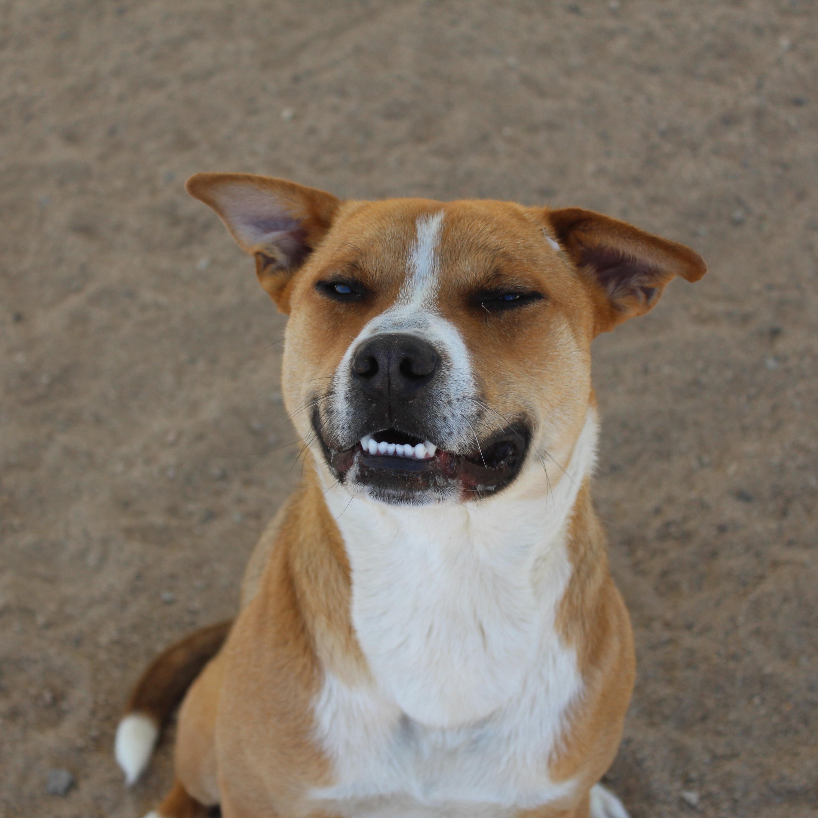 Max, a Adoptable mixed breed in Yucca Valley, CA image 2/6