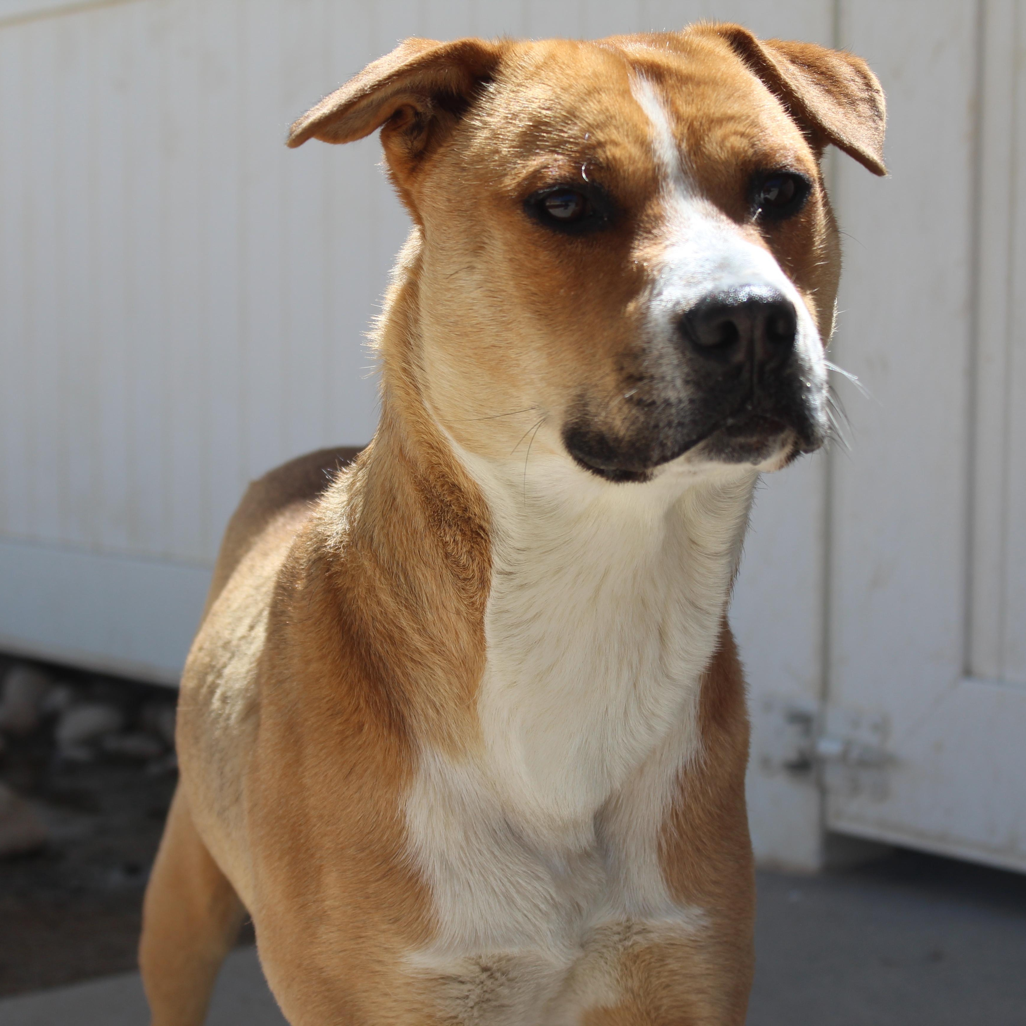 Max, a Adoptable mixed breed in Yucca Valley, CA image 4/6