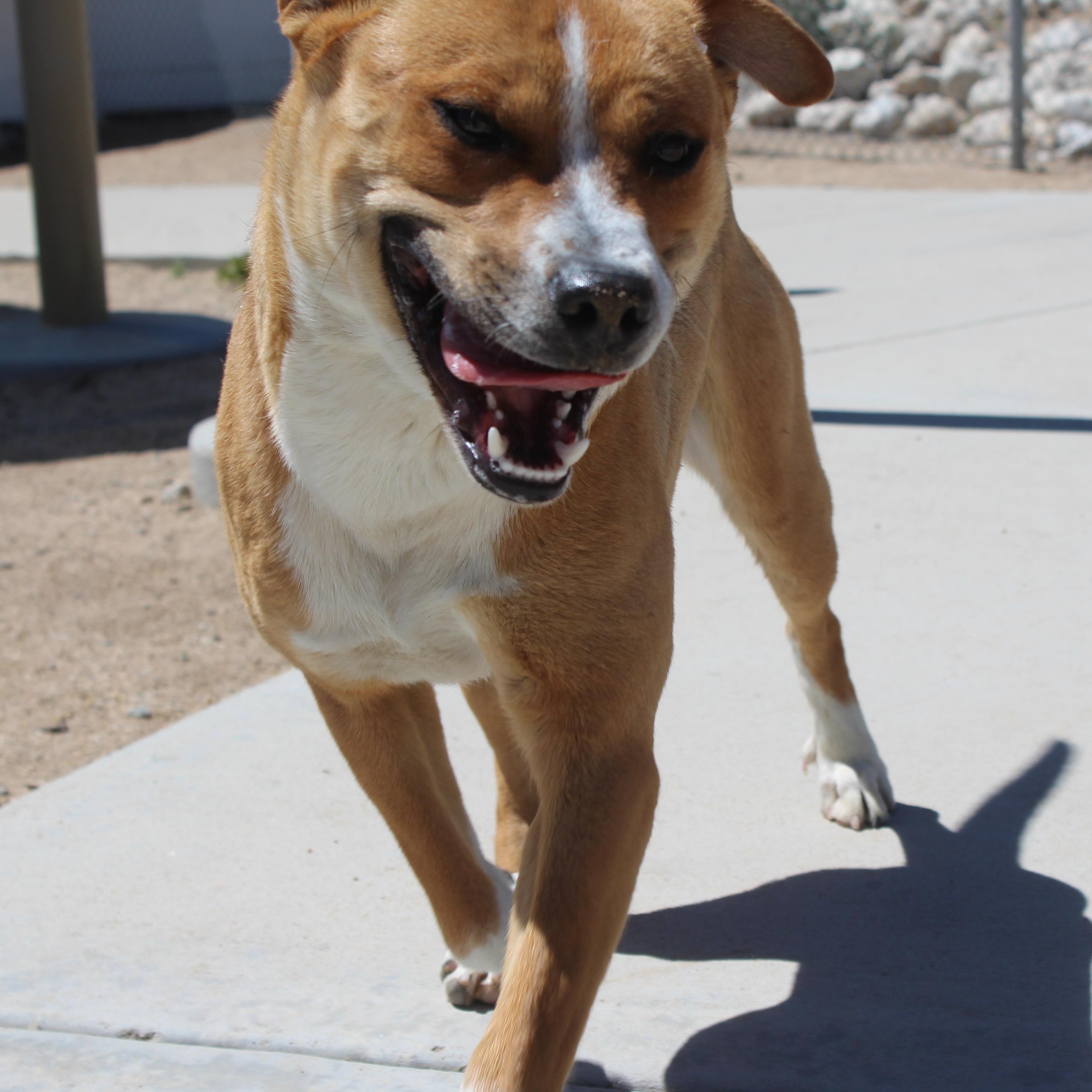 Max, a Adoptable mixed breed in Yucca Valley, CA image 5/6