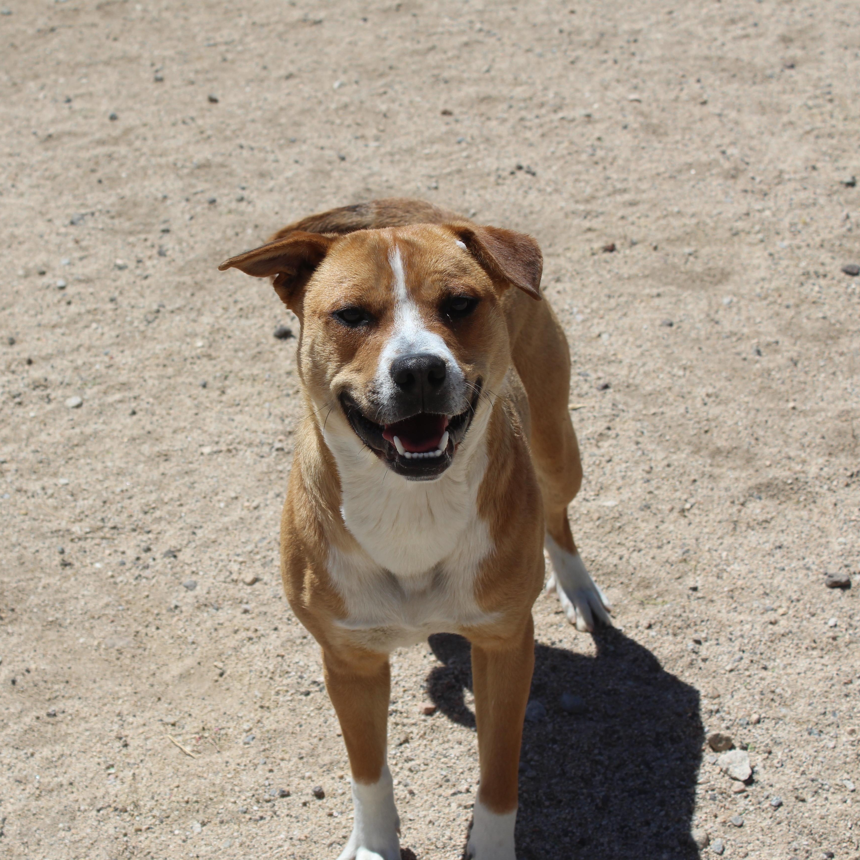 Max, a Adoptable mixed breed in Yucca Valley, CA image 3/6