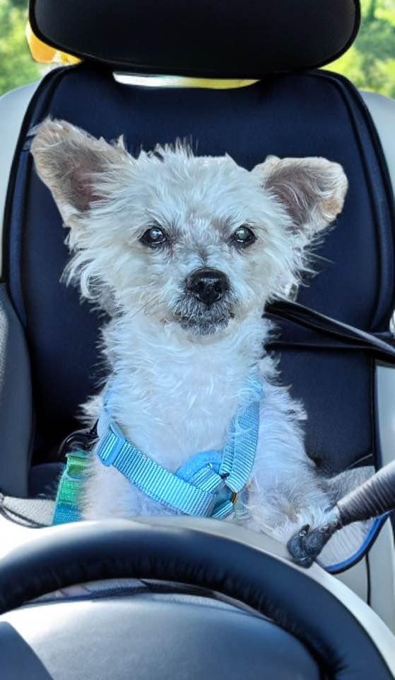Enlarge Gizmo, a ADOPTABLE mixed breed in Las Vegas, NV image 2/6