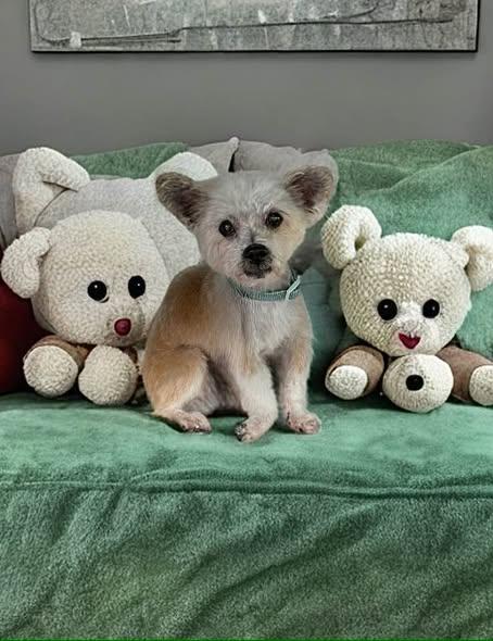 Enlarge Gizmo, a ADOPTABLE mixed breed in Las Vegas, NV image 4/6