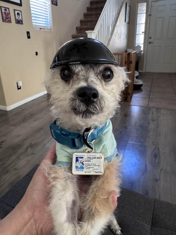 Enlarge Gizmo, an adoptable mixed breed in Las Vegas, NV image 2/6