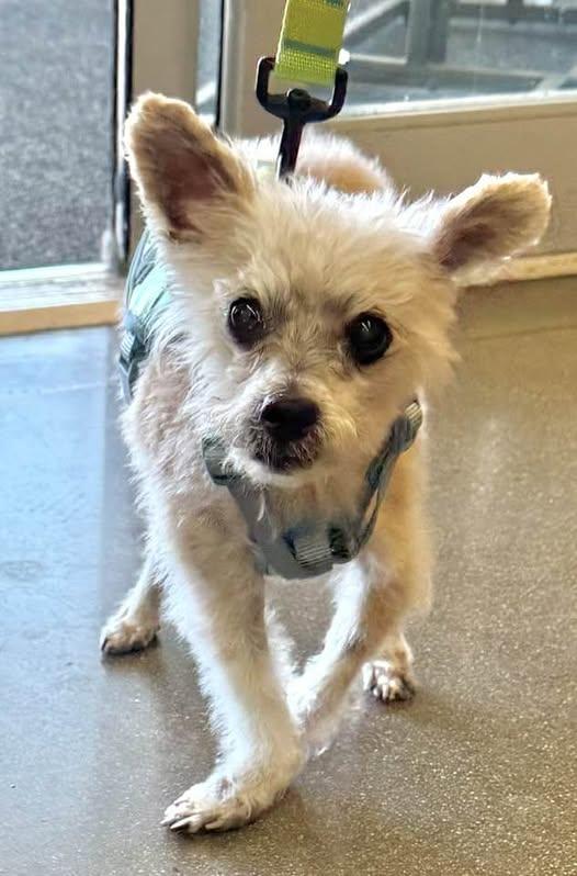 Enlarge Gizmo, a ADOPTABLE mixed breed in Las Vegas, NV image 5/6