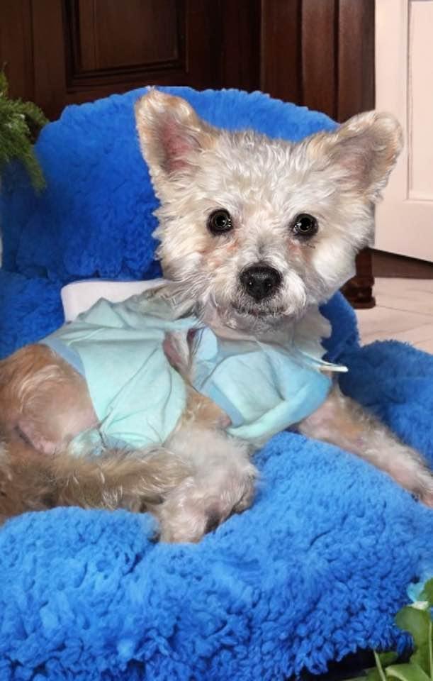 Enlarge Gizmo, a ADOPTABLE mixed breed in Las Vegas, NV image 1/6