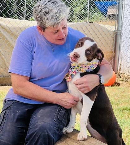 Enlarge Penelope $85 Fostered, a Adoptable mixed breed in Seneca, SC image 1/3