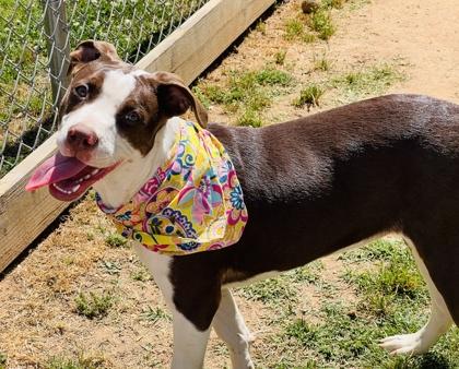 Enlarge Penelope $85 Fostered, a Adoptable mixed breed in Seneca, SC image 2/3