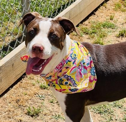 Enlarge Penelope $85 Fostered, a Adoptable mixed breed in Seneca, SC image 3/3