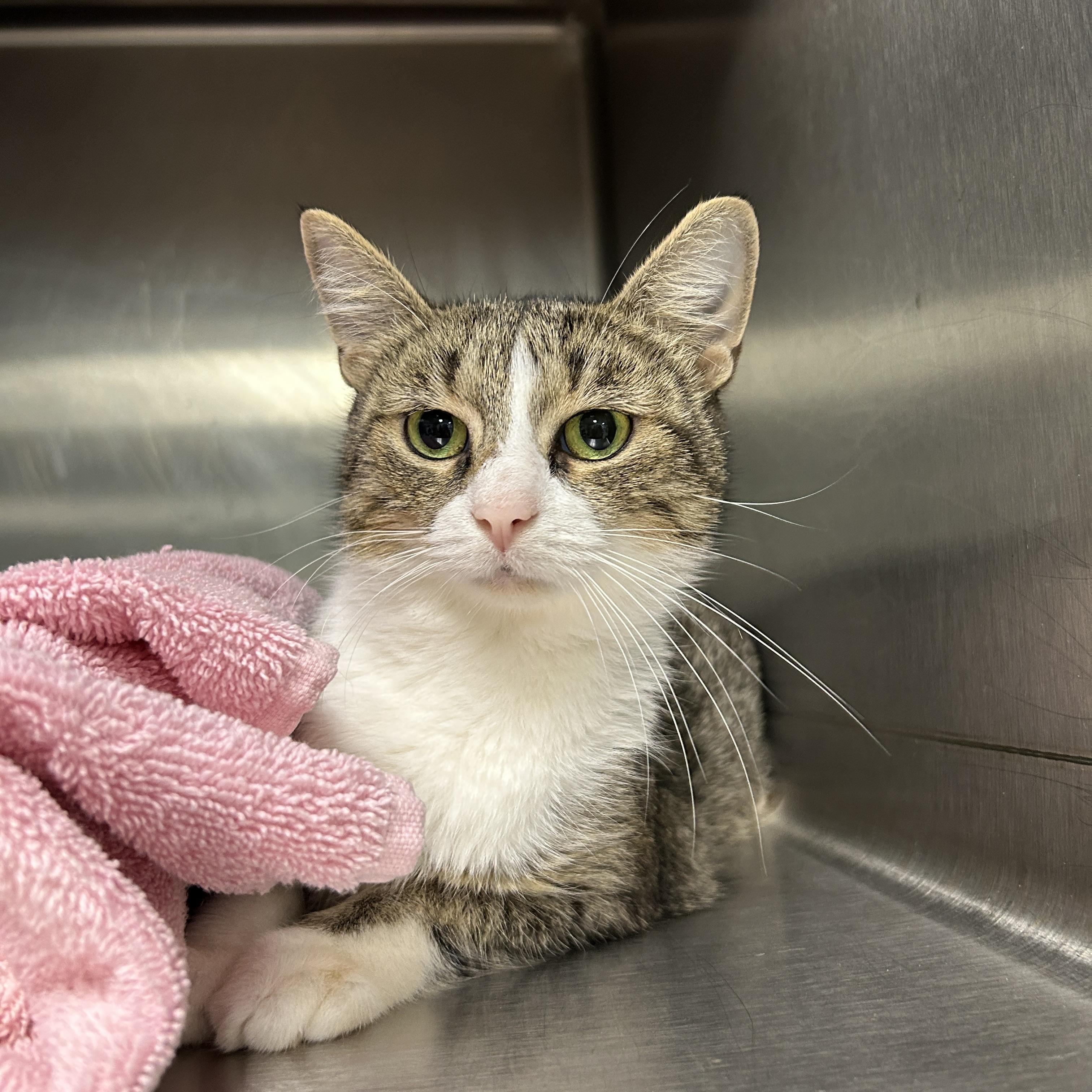 Cindy Crawford, Adoptable, Adult Female Domestic Short Hair.