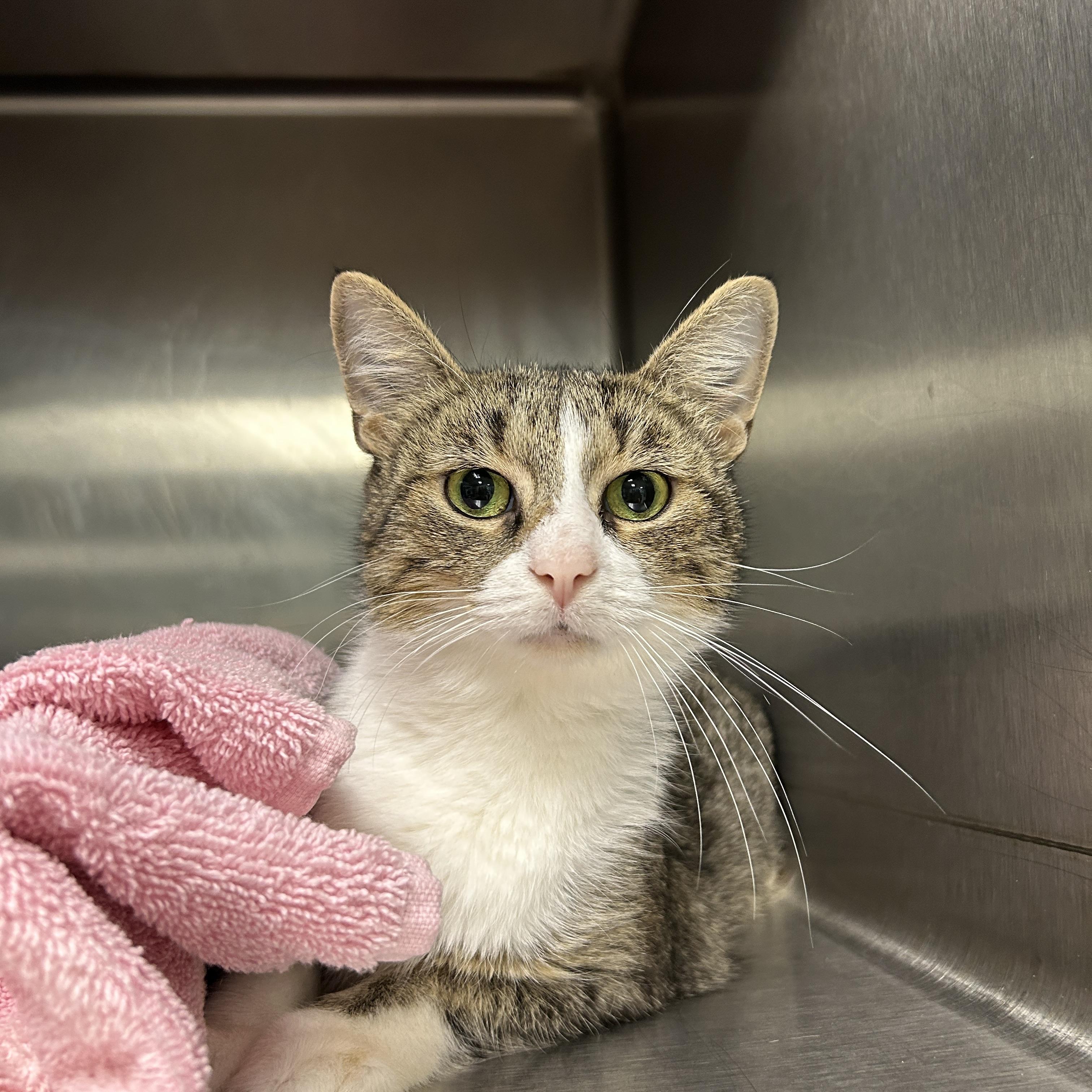 Enlarge Cindy Crawford, a Adoptable Domestic Short Hair in La Grange Park, IL image 4/4