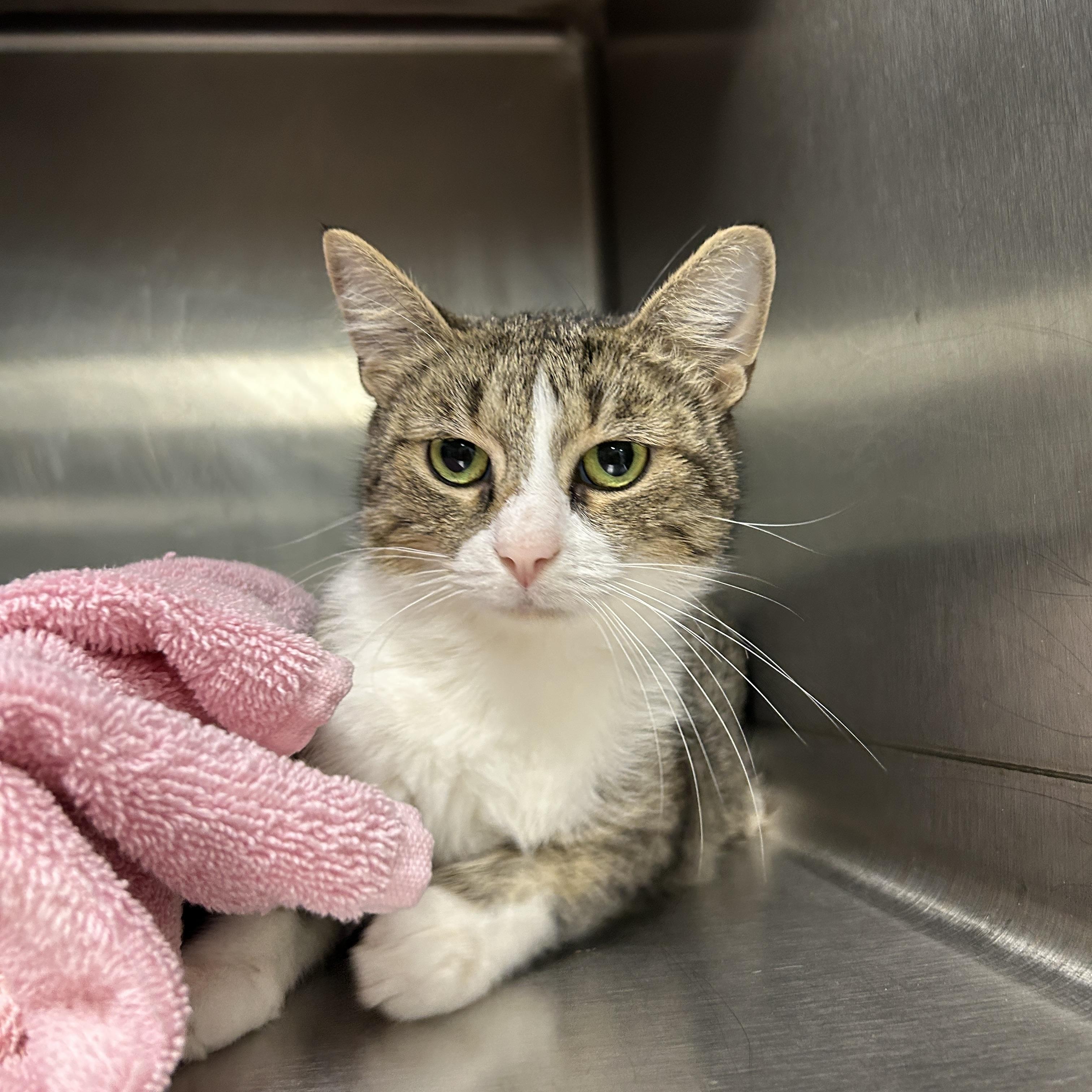 Enlarge Cindy Crawford, a Adoptable Domestic Short Hair in La Grange Park, IL image 2/4