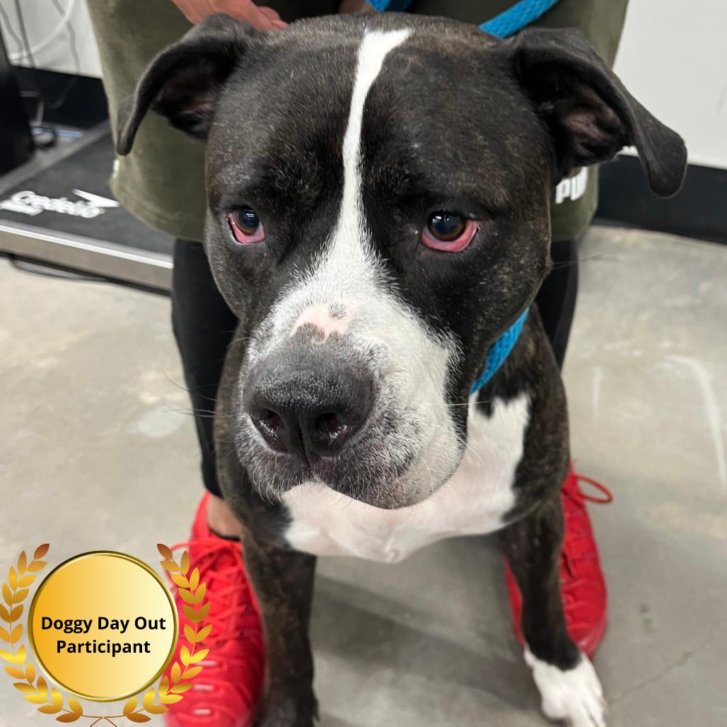 Enlarge Nala, a Adoptable mixed breed in Clearwater, FL image 1/5