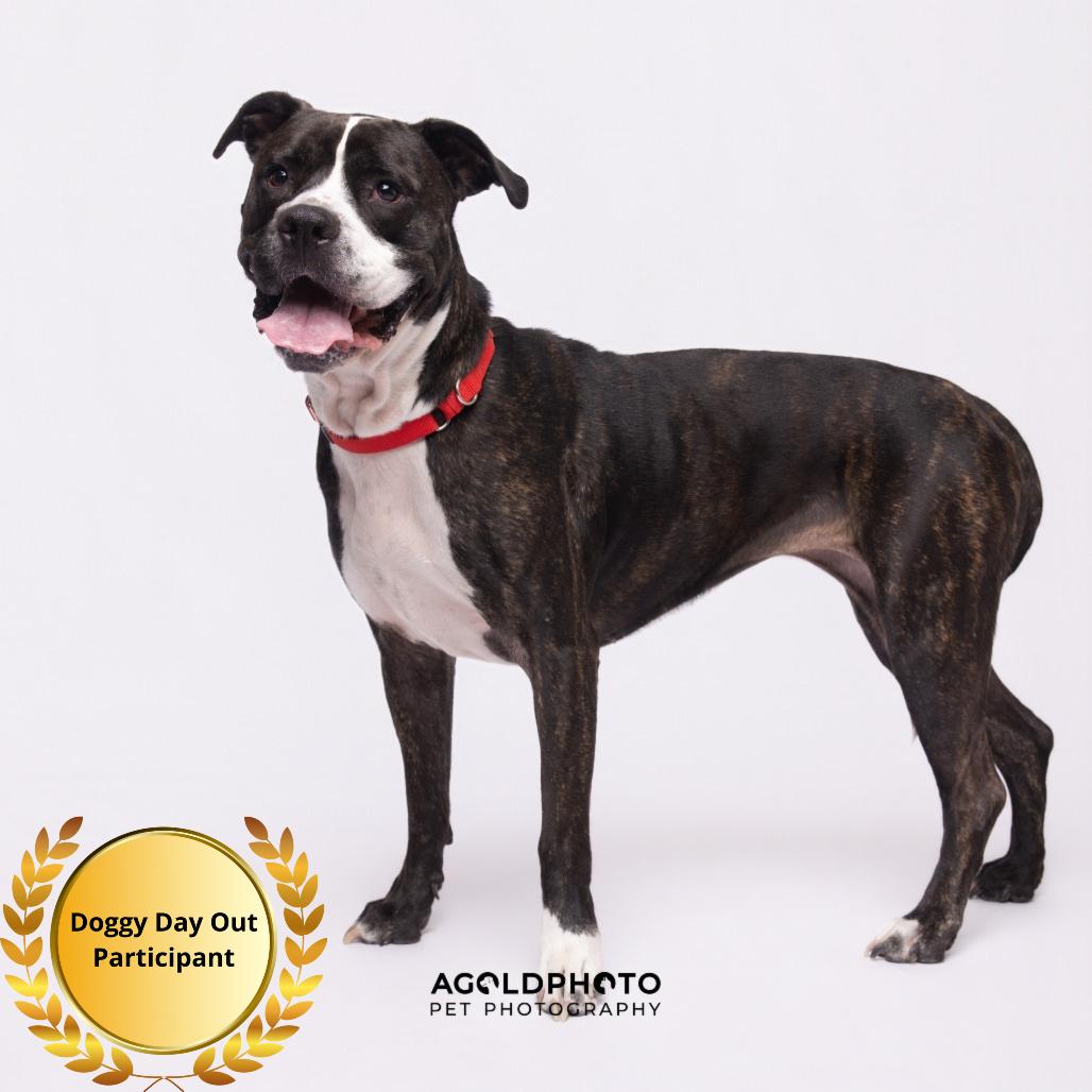 Enlarge Nala, a Adoptable mixed breed in Clearwater, FL image 2/5