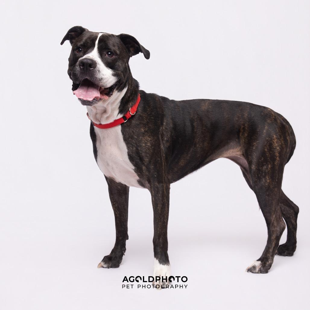 Enlarge Nala, a Adoptable mixed breed in Clearwater, FL image 4/5