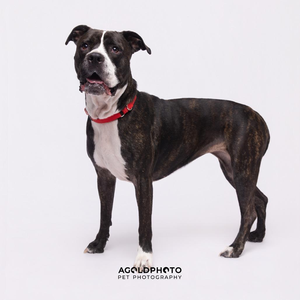 Enlarge Nala, a Adoptable mixed breed in Clearwater, FL image 5/5