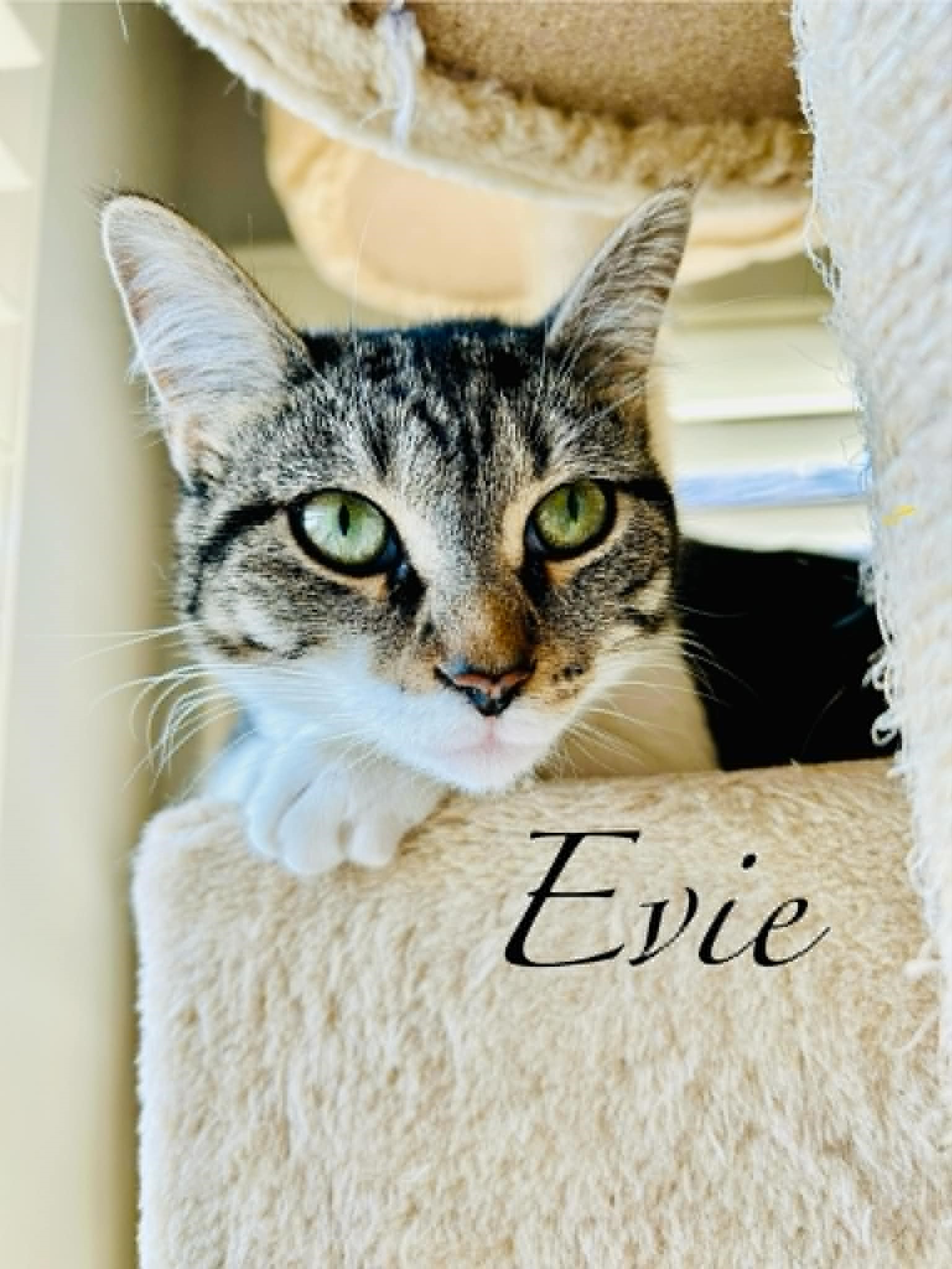 Evie