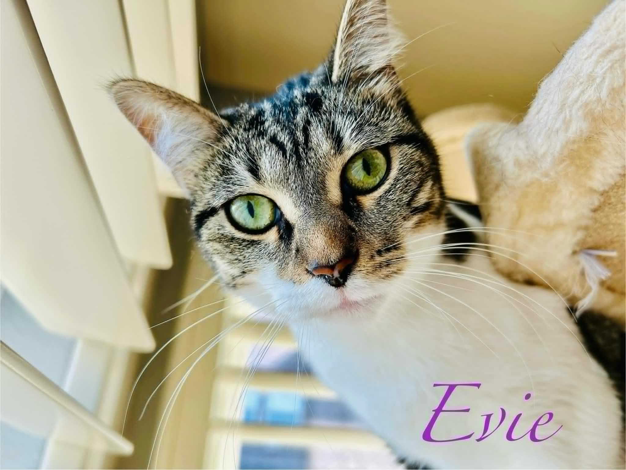 Evie photo 6