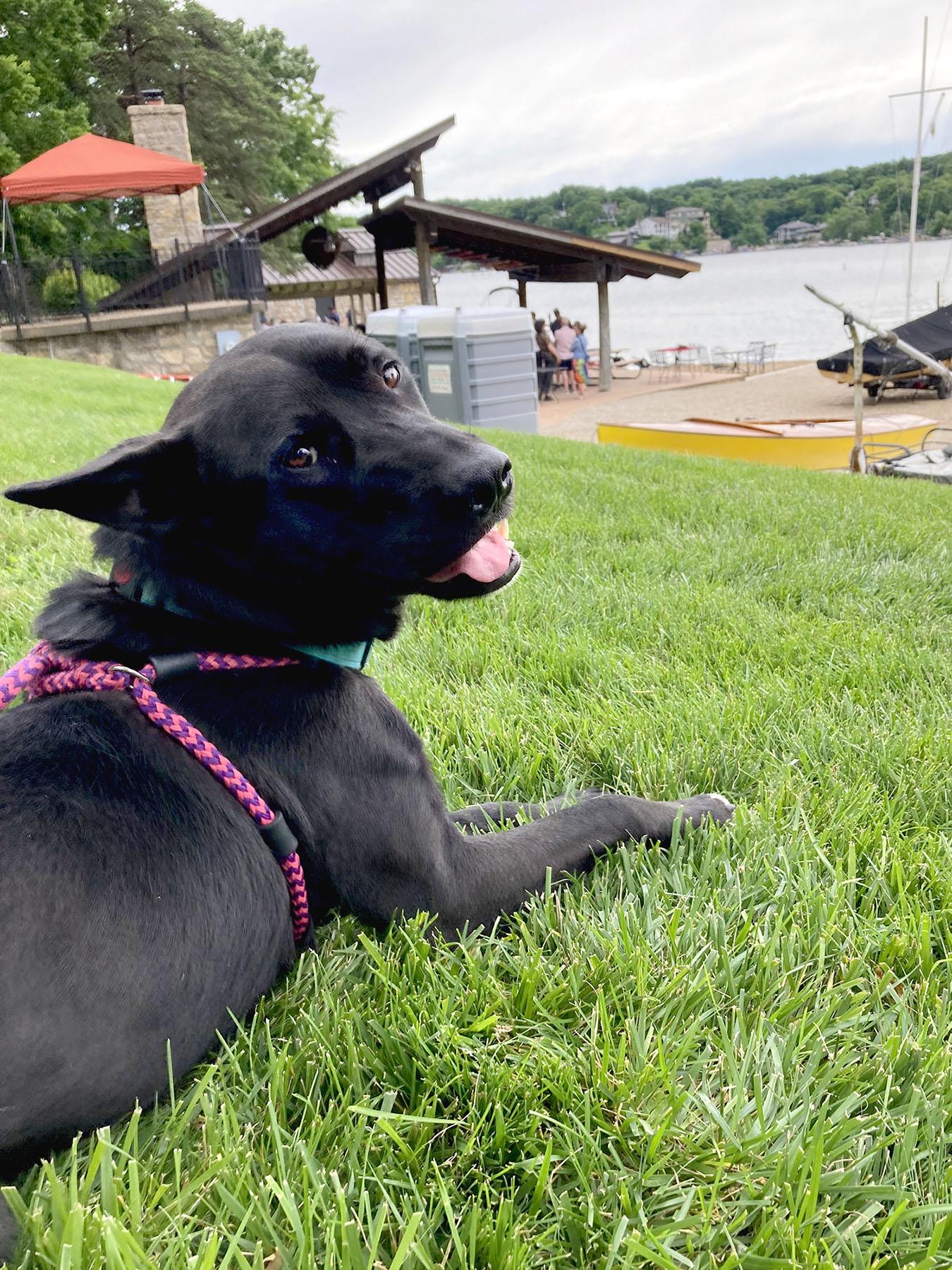 Enlarge Trejo, a Adoptable Shepherd in Kansas City, MO image 1/3