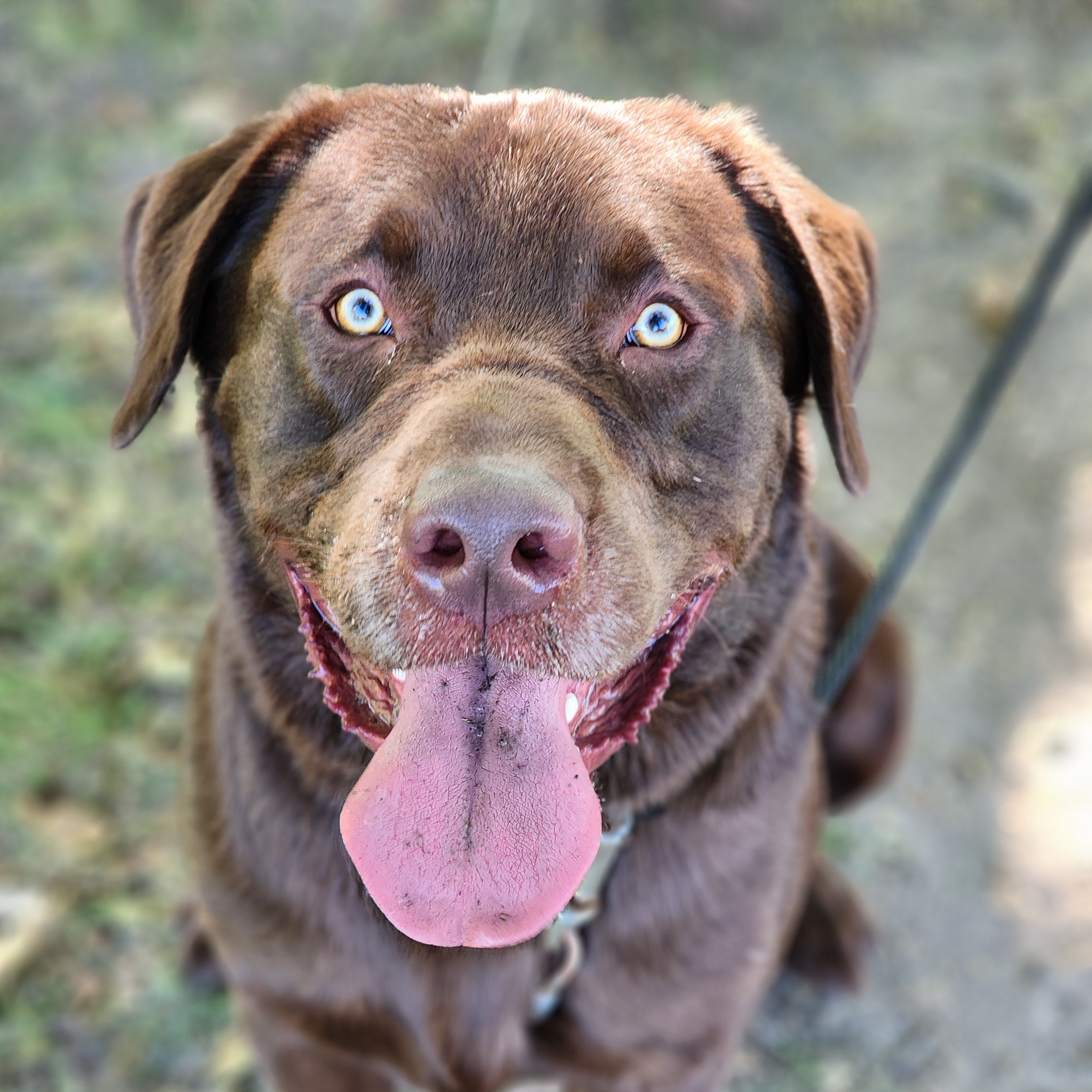 Mellow, Adult Male Chocolate Labrador Retriever