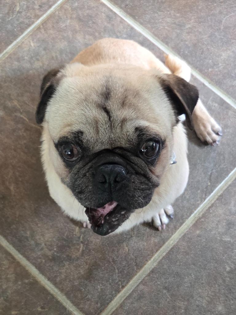 Argo, Adoptable, Senior Male Pug.