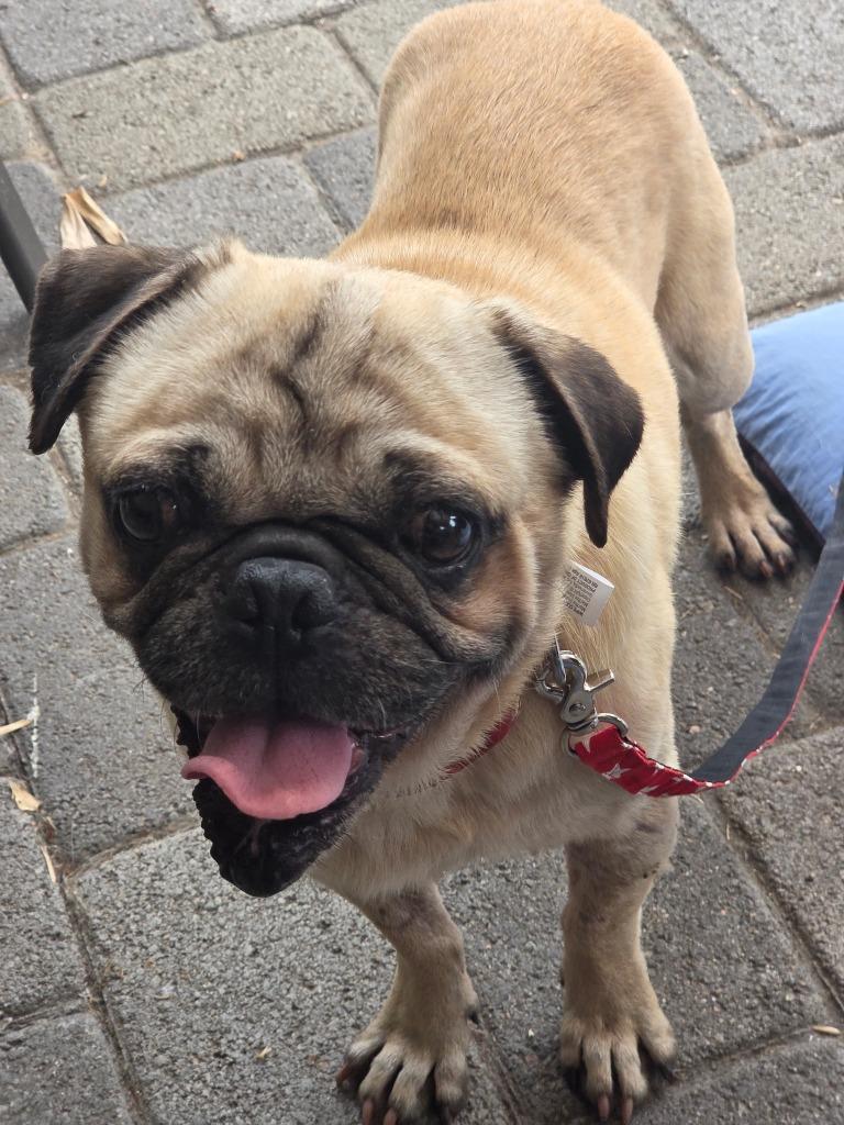 Enlarge Argo, a Adoptable Pug in El Cajon, CA image 2/6