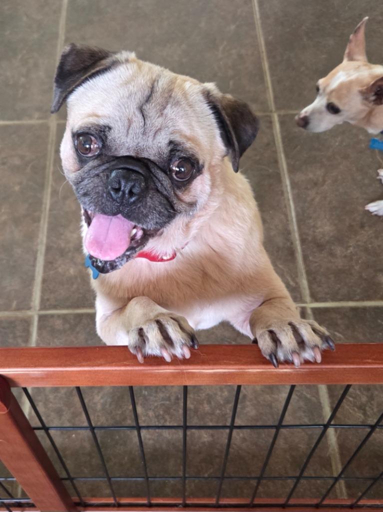 Enlarge Argo, a Adoptable Pug in El Cajon, CA image 3/6