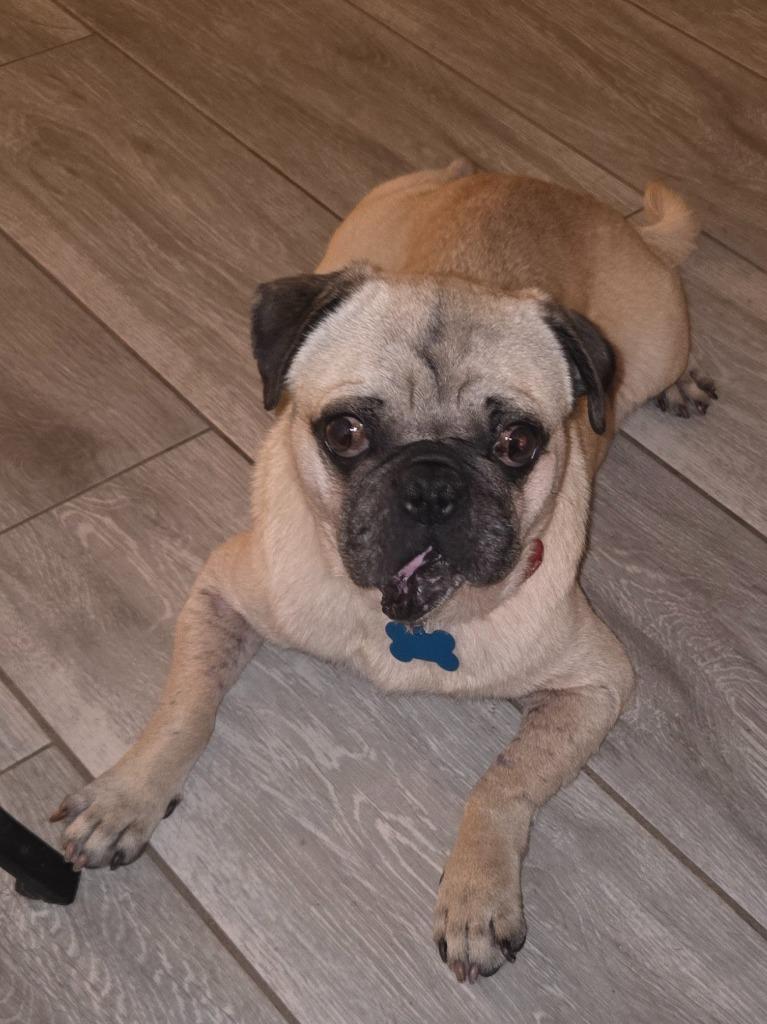 Enlarge Argo, a Adoptable Pug in El Cajon, CA image 5/6