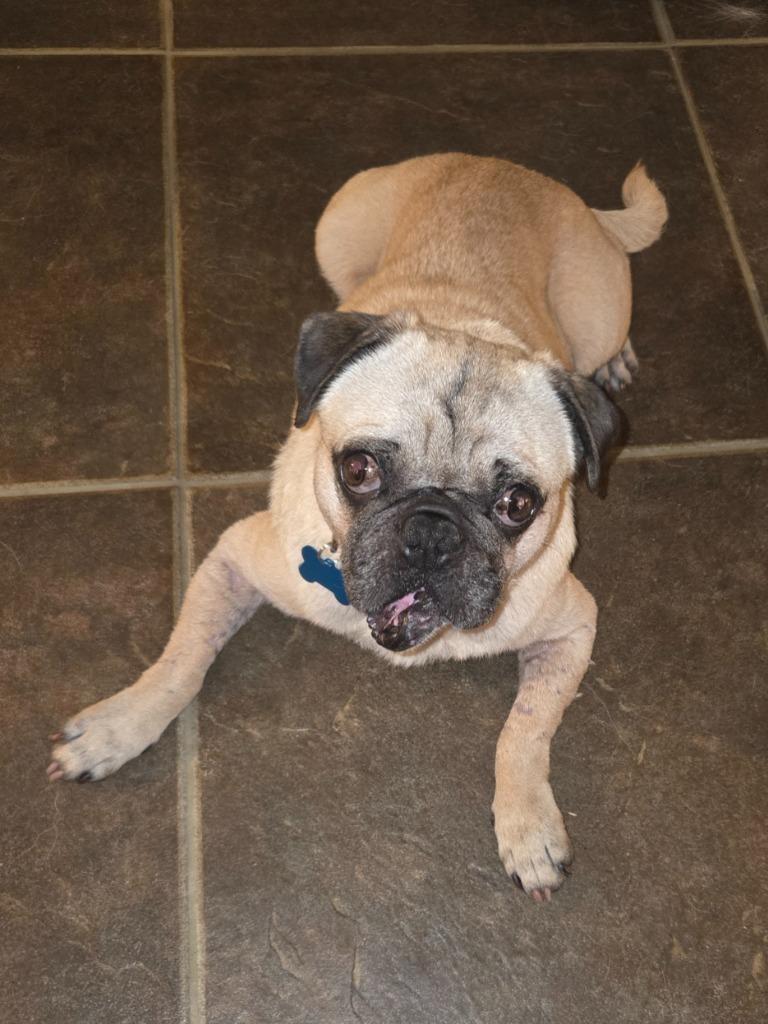 Enlarge Argo, a Adoptable Pug in El Cajon, CA image 5/6