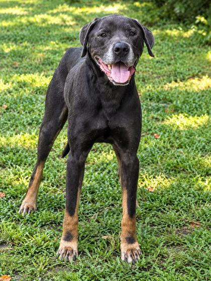 Marmaduke, Adoptable, Adult Male Labrador Retriever & Rottweiler.