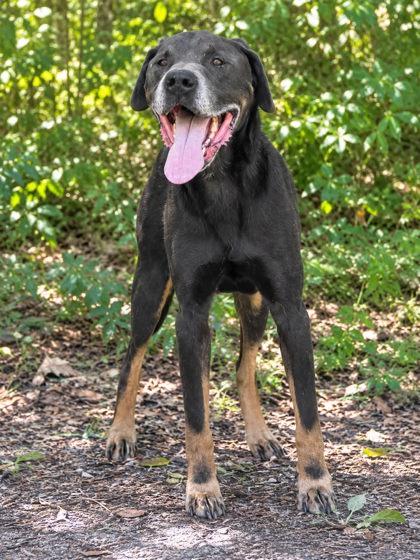 Enlarge Marmaduke, a Adoptable mixed breed in Palm Coast, FL image 2/3