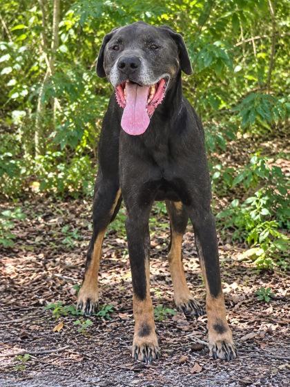 Enlarge Marmaduke, a Adoptable mixed breed in Palm Coast, FL image 3/3