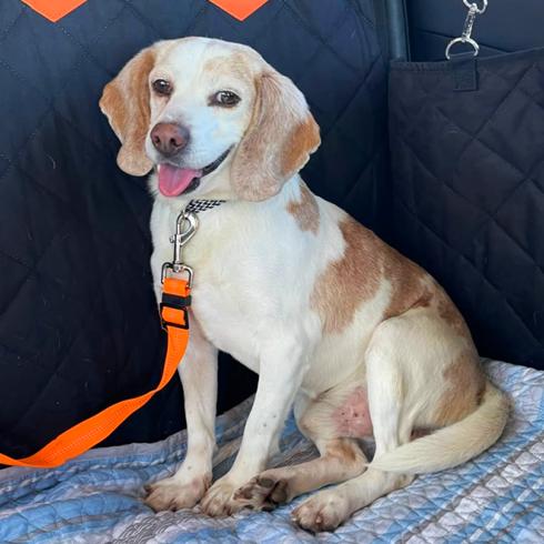 Peanut, Adoptable, Adult Male Beagle.