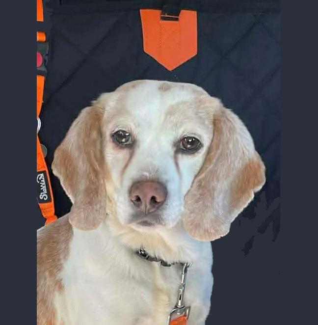 Peanut, a Adoptable Beagle in London, OH image 2/4