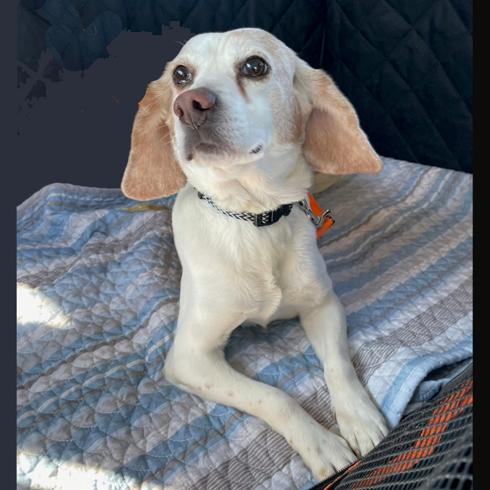 Peanut, a Adoptable Beagle in London, OH image 3/4