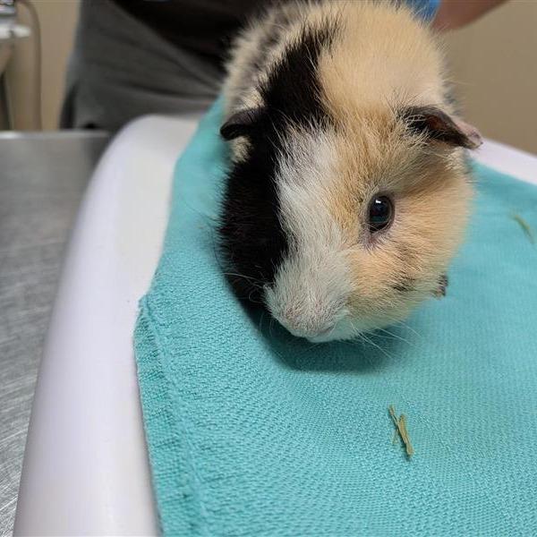 Enlarge Pua, a Adoptable Guinea Pig in Tacoma, WA image 1/1