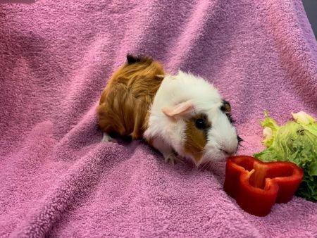 Enlarge Beyonce, a Adoptable Guinea Pig in Scotts Valley, CA image 1/1